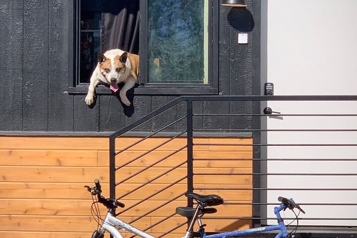 Pet Friendly 21 of 21