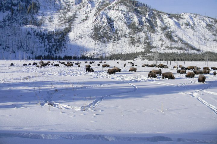 Holiday Inn West Yellowstone by IHG.