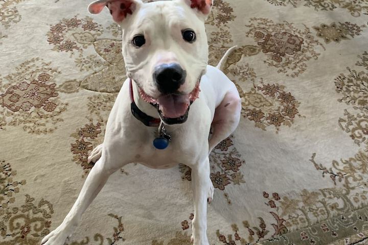 Pet Friendly 92 of 96