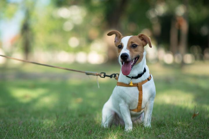 Pet Friendly 50 of 51
