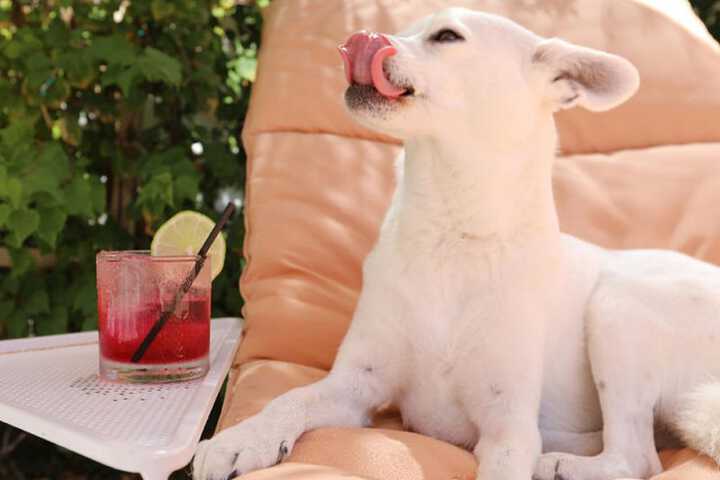 Pet Friendly 103 of 104