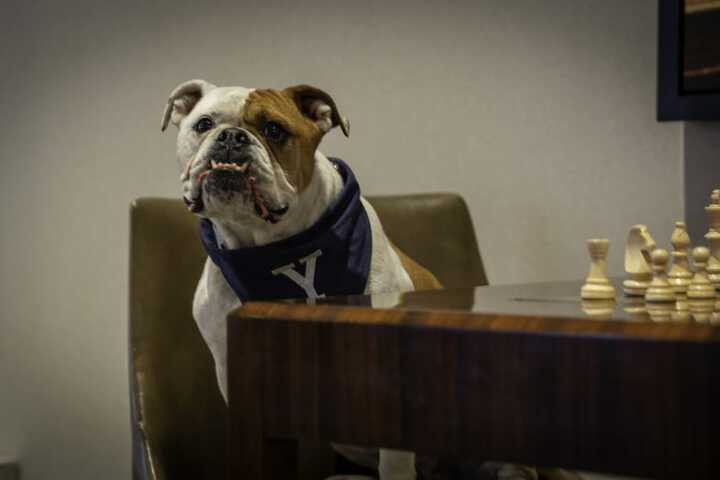 Pet Friendly 49 of 49