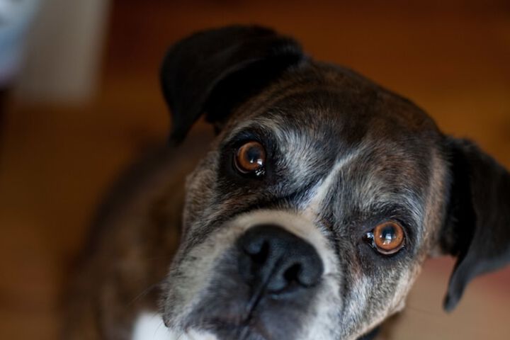 Pet Friendly 35 of 37