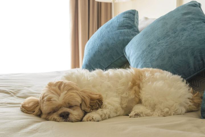 Pet Friendly 39 of 41