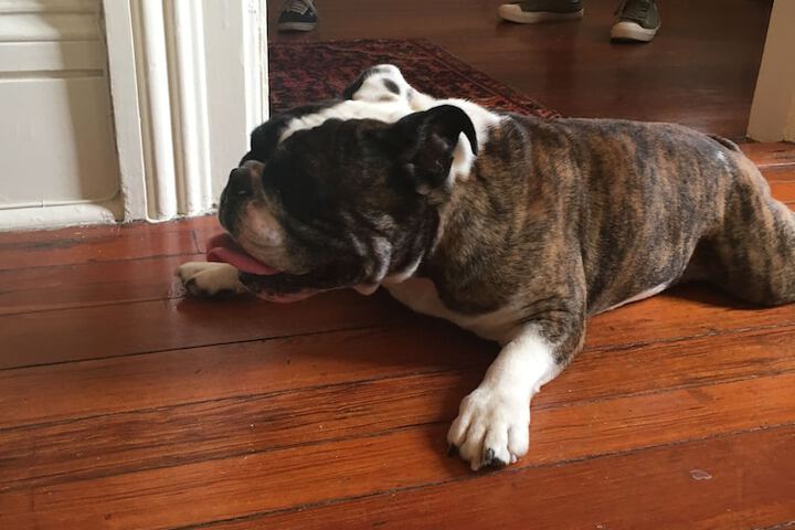Pet Friendly 40 of 40