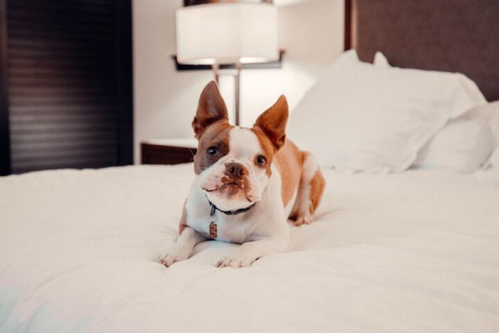 Pet Friendly 88 of 95