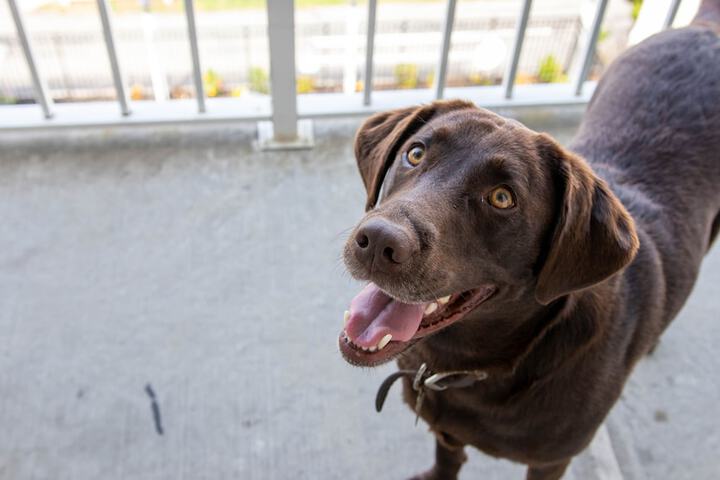 Pet Friendly 16 of 17