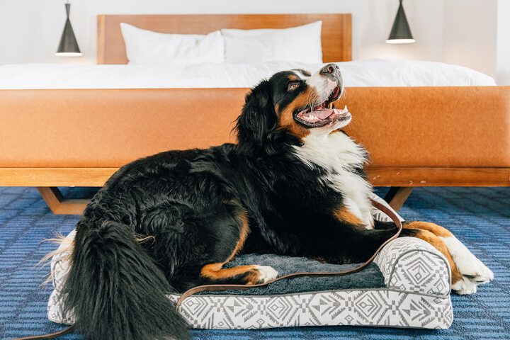Pet Friendly 82 of 82
