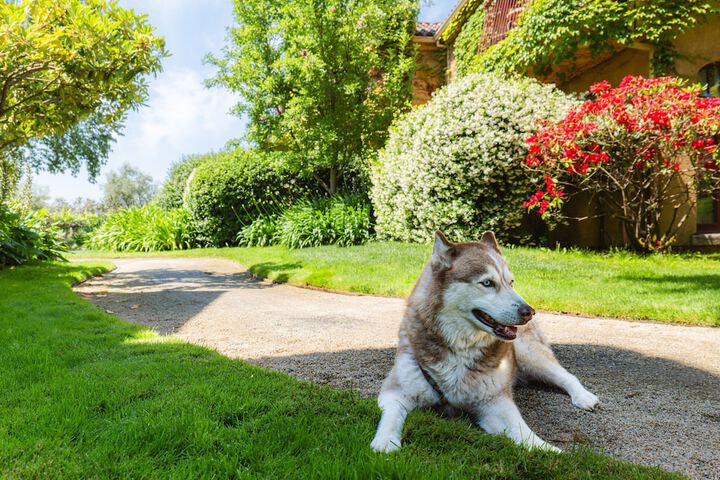 Pet Friendly 82 of 87