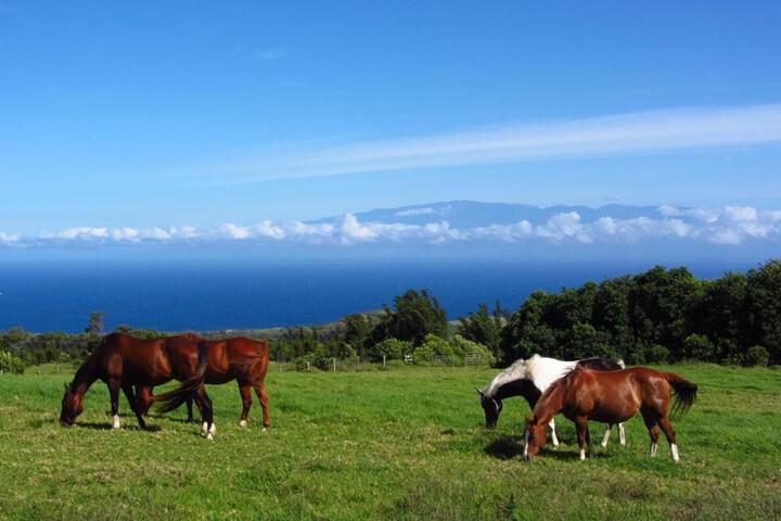 Kohala Lodge- Vacation Rental House
