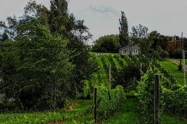 Raven Hill Vineyard