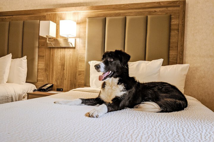 Pet Friendly 18 of 18