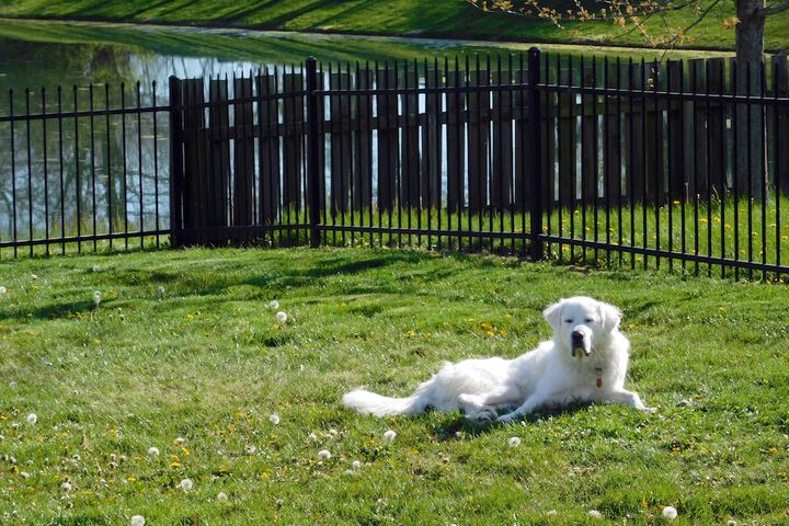 Pet Friendly 44 of 47