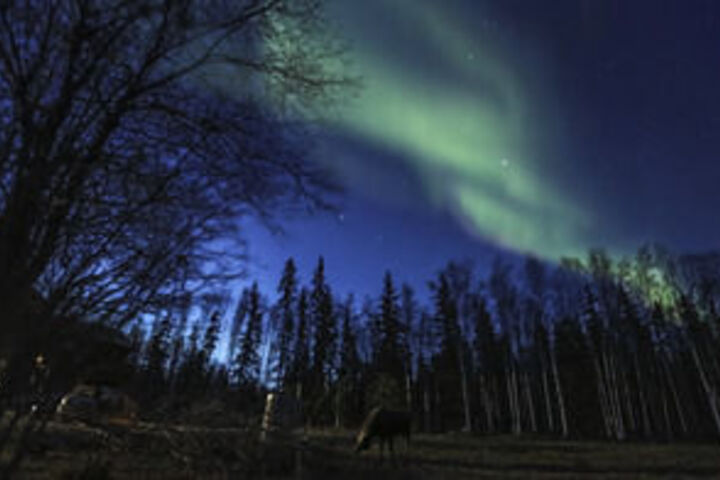 Fairbanks Moose Manor B & B