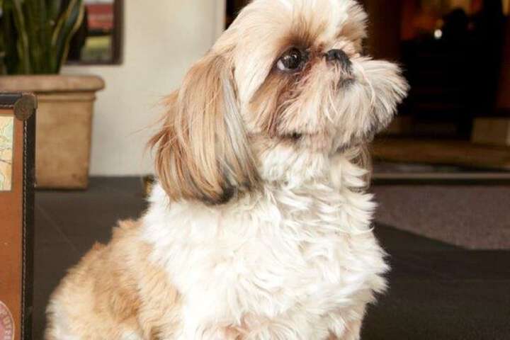 Pet Friendly 68 of 69