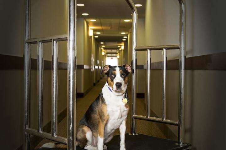 Pet Friendly 65 of 74