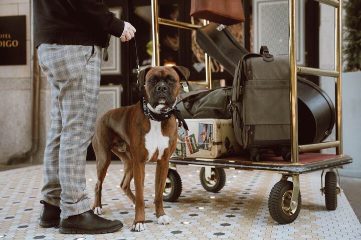 Pet Friendly 97 of 98