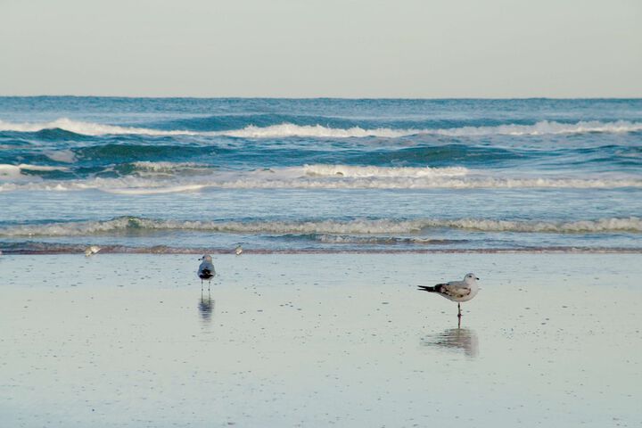 Hampton Inn Daytona Shores - Oceanfront