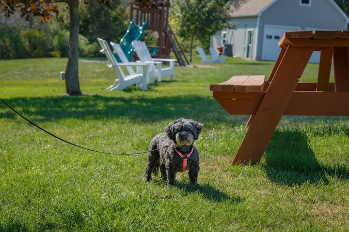 Pet Friendly 37 of 38