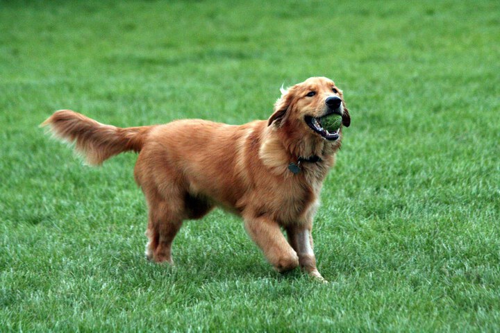 Pet Friendly 41 of 41
