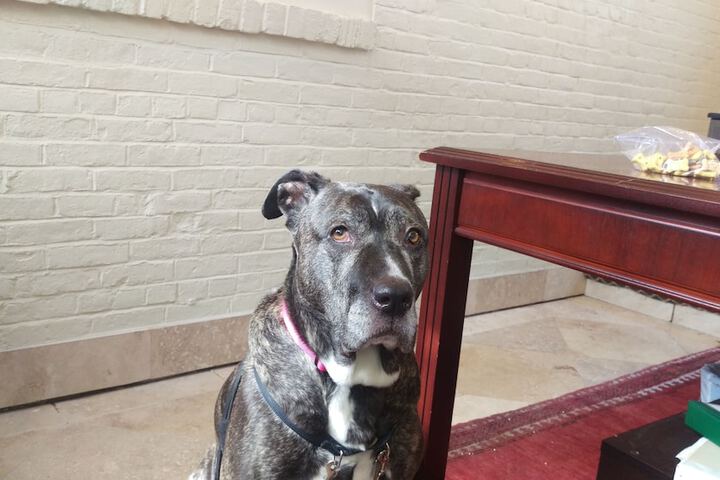 Pet Friendly 46 of 47