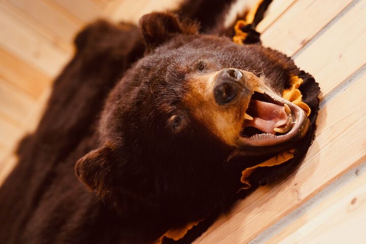 Denali Wild Stay