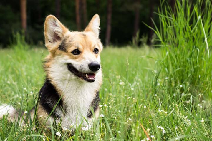 Pet Friendly 50 of 51