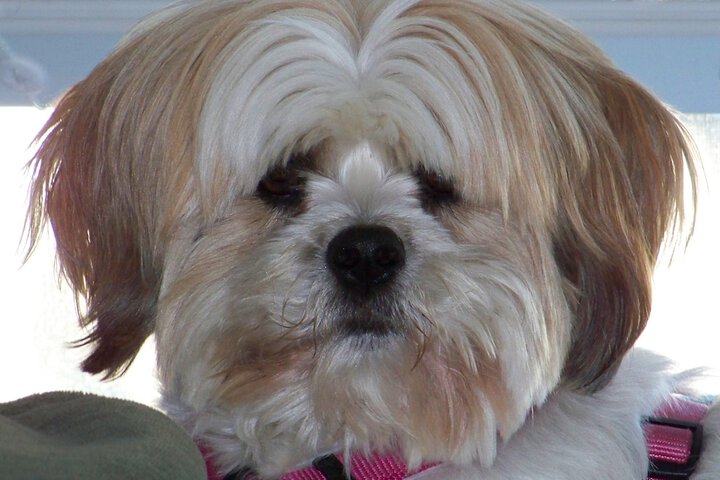 Pet Friendly 48 of 50
