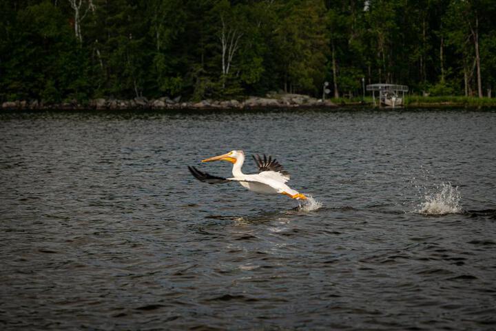 Cabin O Pines - a Family Friendly Resort