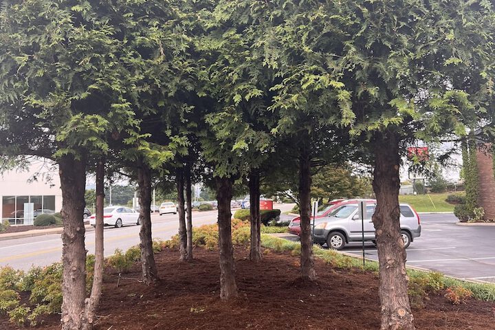 Quality Inn Asheville Airport