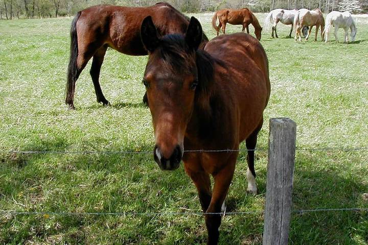 Pisgah View Ranch