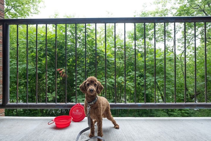 Pet Friendly 85 of 86