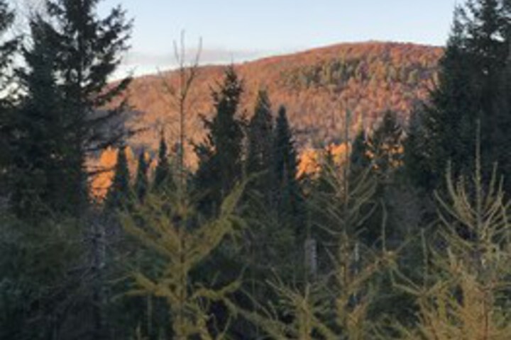 Wildberry Inn