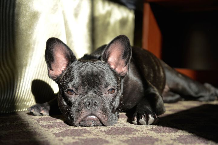 Pet Friendly 32 of 32