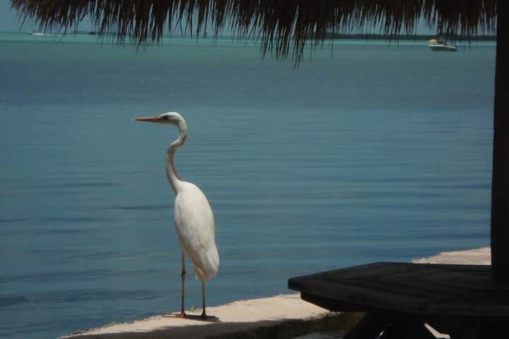 Kona Kai Resort and Gallery - Adults Only