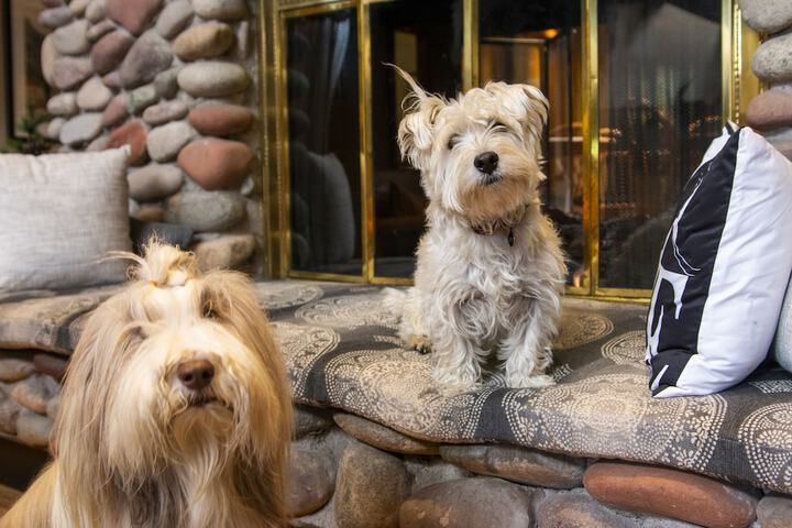 Pet Friendly 58 of 64