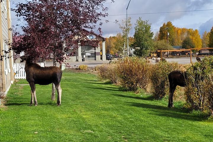 Quality Inn & Suites Pinedale