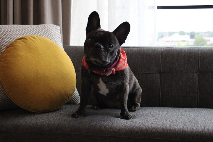 Pet Friendly 68 of 71