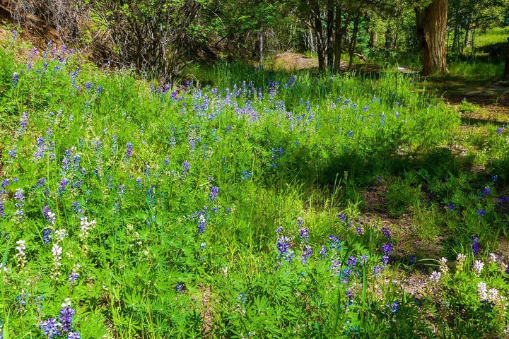 Cabin in Beautiful Setting Between Ouray & Ridgway