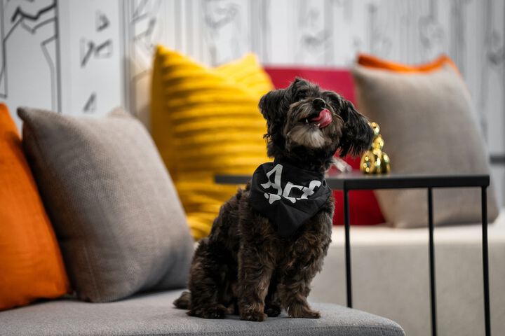 Pet Friendly 26 of 30