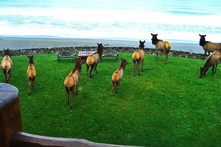 Lx28: Gold Beach Oceanfront Estate