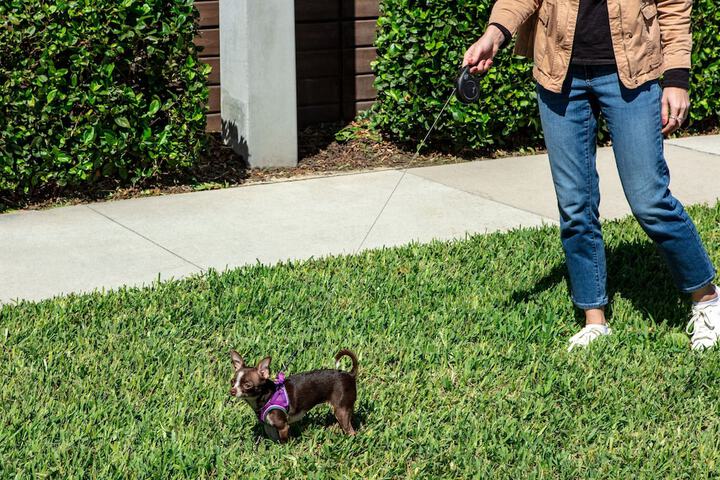 Pet Friendly 43 of 45