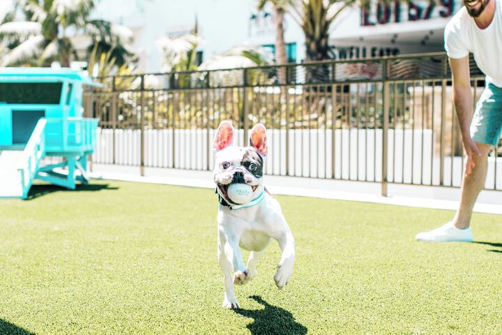 Pet Friendly 79 of 80