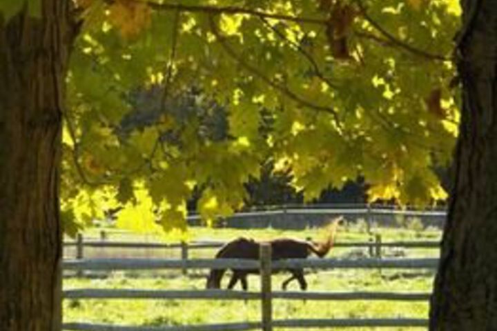Mountain Horse Farm