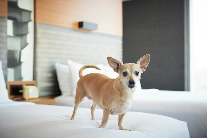 Pet Friendly 57 of 60