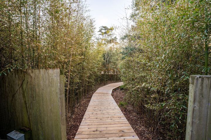 The Madison Fire Island Pines