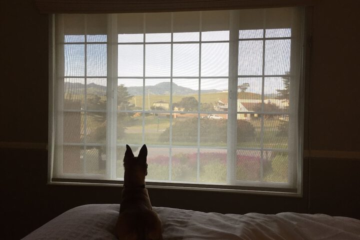 Pet Friendly 34 of 35