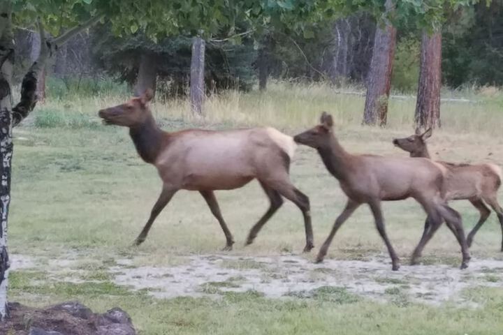 The Wild Game Inn