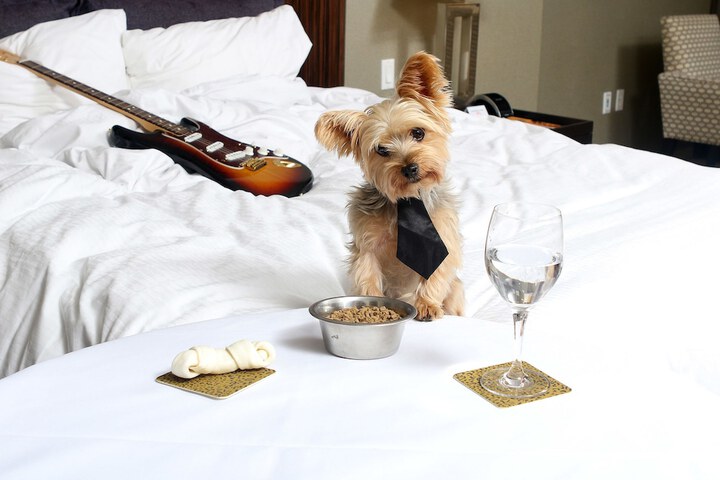 Pet Friendly 84 of 87