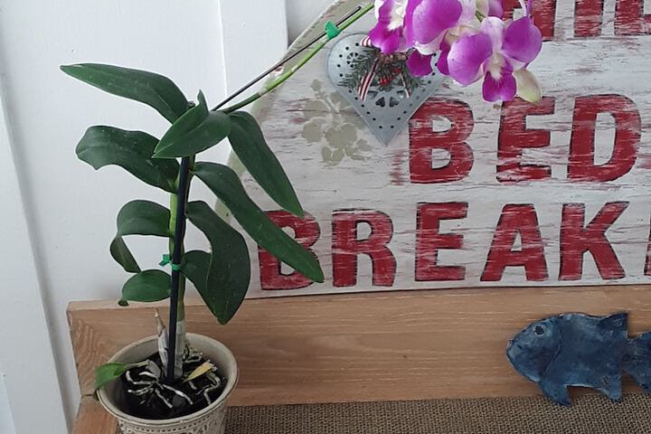 Hilo Bay Oceanfront B & B